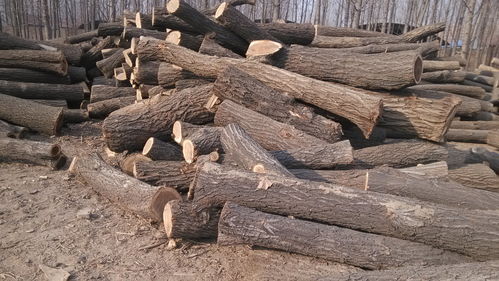 当阳市枣木原木使用于各种工艺品